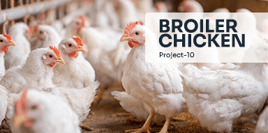 Broiler Chicken( Project-10)