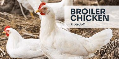 Broiler Chicken( Project-11)