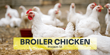 Broiler Chicken( Project-12)
